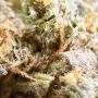 Cannabis Seeds Outlet Jacky Smoke Buds Weed Ganja Skunk Dope Pot Images Pics Nuggets