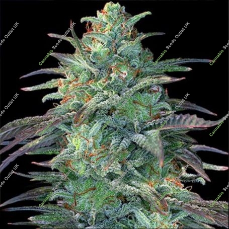 Eggnog OG Feminized Marijuana Strain by G13 Labs For Sale Online at Cannabis Seeds Outlet