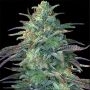Eggnog OG Feminized Marijuana Strain by G13 Labs For Sale Online at Cannabis Seeds Outlet