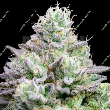 Blue Zushi Feminized Marijuana Strain by Growers Choice For Sale Online at Cannabis Seeds Outlet