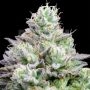 Blue Zushi Feminized Marijuana Strain by Growers Choice For Sale Online at Cannabis Seeds Outlet