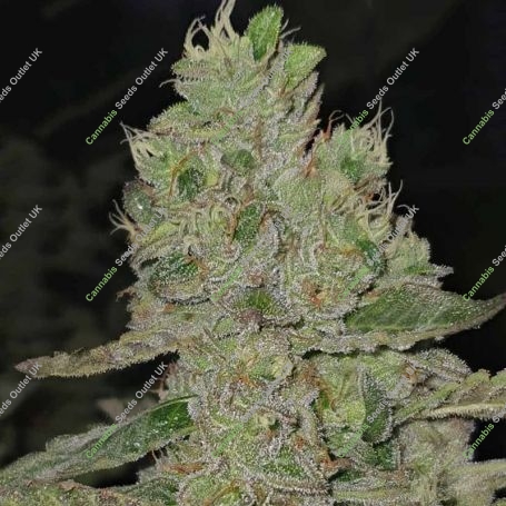 Mac N Cheese Feminized Marijuana Strain by Growers Choice For Sale Online at Cannabis Seeds Outlet