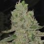 Mac N Cheese Feminized Marijuana Strain by Growers Choice For Sale Online at Cannabis Seeds Outlet