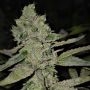 Growers Choice Mac N Cheese Smoke Buds Weed Ganja Skunk Dope Pot Images Pics Nuggets