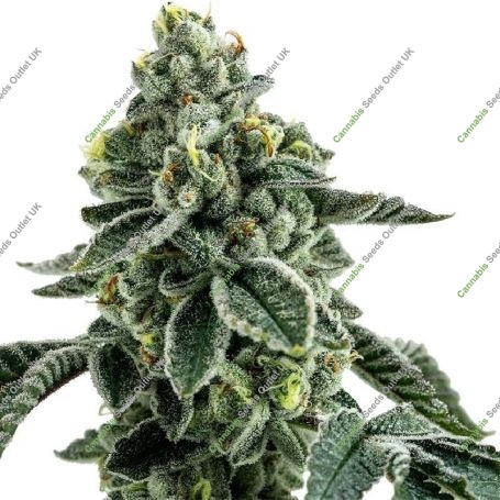 Powerplant Express Fast V Marijuana Strain by Our Own Weed Breeders For Sale Online at Cannabis Seeds Outlet