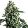 Powerplant Express Fast V Marijuana Strain by Our Own Weed Breeders For Sale Online at Cannabis Seeds Outlet