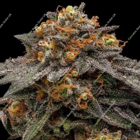 Shimo Feminized Marijuana Strain by Ripper Seeds For Sale Online at Cannabis Seeds Outlet