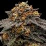 Shimo Feminized Marijuana Strain by Ripper Seeds For Sale Online at Cannabis Seeds Outlet