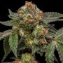 Zake Feminized Marijuana Strain by Ripper Seeds For Sale Online at Cannabis Seeds Outlet