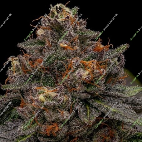 Korenji Feminized Marijuana Strain by Ripper Seeds For Sale Online at Cannabis Seeds Outlet