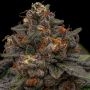 Korenji Feminized Marijuana Strain by Ripper Seeds For Sale Online at Cannabis Seeds Outlet