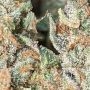 Korenji Feminized by Ripper Seeds THC Content Potency Strength CBD Height Yield Flowering Time Indica Sativa Genetics