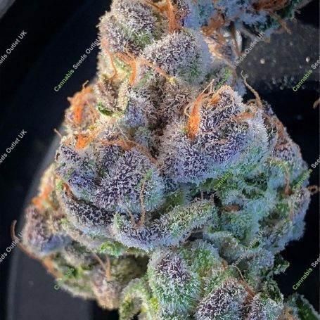 Ripper Seeds Kroma Smoke Buds Weed Ganja Skunk Dope Pot Images Pics Nuggets