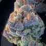 Ripper Seeds Kroma Smoke Buds Weed Ganja Skunk Dope Pot Images Pics Nuggets