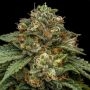 Kroma Feminized Marijuana Strain by Ripper Seeds For Sale Online at Cannabis Seeds Outlet