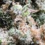 Kroma Feminized by Ripper Seeds THC Content Potency Strength CBD Height Yield Flowering Time Indica Sativa Genetics