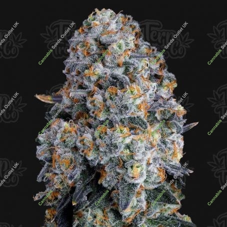 Alien Dounutz Feminized Marijuana Strain by Terp Treez Seed Co For Sale Online at Cannabis Seeds Outlet