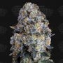 Alien Dounutz Feminized Marijuana Strain by Terp Treez Seed Co For Sale Online at Cannabis Seeds Outlet