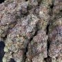 Terp Treez Seed Co Zinnamon Milk Smoke Buds Weed Ganja Skunk Dope Pot Images Pics Nuggets