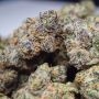 Zinnamon Milk Feminized by Terp Treez Seed Co THC Content Potency Strength CBD Height Yield Flowering Time Indica Sativa Genetic