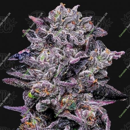 Zinnamon Milk Feminized Marijuana Strain by Terp Treez Seed Co For Sale Online at Cannabis Seeds Outlet