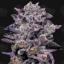 Zinnamon Milk Feminized Marijuana Strain by Terp Treez Seed Co For Sale Online at Cannabis Seeds Outlet