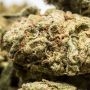 Terp Treez Seed Co Ztrawberry Fizz Smoke Buds Weed Ganja Skunk Dope Pot Images Pics Nuggets