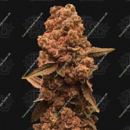 Ztrawberry Fizz Feminized Marijuana Strain by Terp Treez Seed Co For Sale Online at Cannabis Seeds Outlet