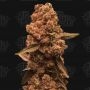 Ztrawberry Fizz Feminized Marijuana Strain by Terp Treez Seed Co For Sale Online at Cannabis Seeds Outlet