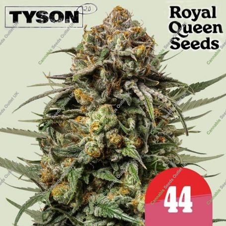 Tyson Gelato 44 Feminized Marijuana Strain by Royal Queen Seeds For Sale Online at Cannabis Seeds Outlet
