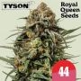 Tyson Gelato 44 Feminized Marijuana Strain by Royal Queen Seeds For Sale Online at Cannabis Seeds Outlet