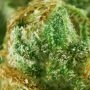 Tyson Dynamite Diesel Feminized by Royal Queen Seeds THC Content Potency Strength CBD Height Yield Flowering Time Indica Sativa 