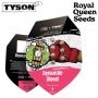 Royal Queen Seeds Cannabis Strain Tyson Dynamite Diesel Feminized Marijuana Seeds Original Collector Souvenir Authentic Packagin