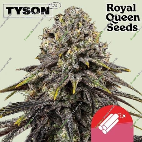 Tyson Dynamite Diesel Feminized Marijuana Strain by Royal Queen Seeds For Sale Online at Cannabis Seeds Outlet
