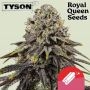 Tyson Dynamite Diesel Feminized Marijuana Strain by Royal Queen Seeds For Sale Online at Cannabis Seeds Outlet