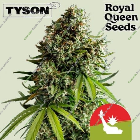 Tyson NYC Sour D Auto Feminized Marijuana Strain by Royal Queen Seeds For Sale Online at Cannabis Seeds Outlet