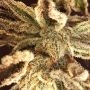 Tyson Goatlato Automatic by Royal Queen Seeds THC Content Potency Strength CBD Height Yield Flowering Time Indica Sativa Genetic