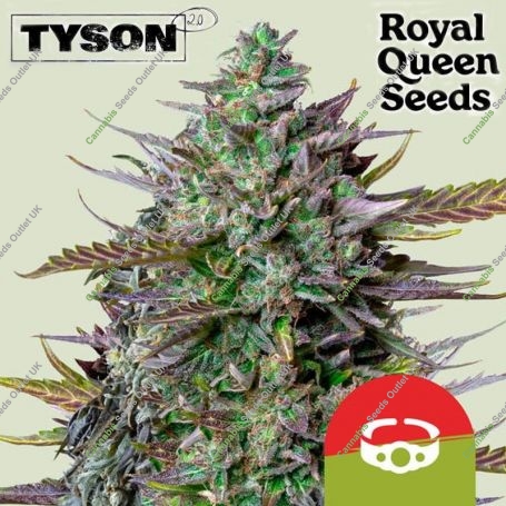 Tyson Goatlato Automatic Marijuana Strain by Royal Queen Seeds For Sale Online at Cannabis Seeds Outlet