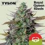 Tyson Goatlato Automatic Marijuana Strain by Royal Queen Seeds For Sale Online at Cannabis Seeds Outlet