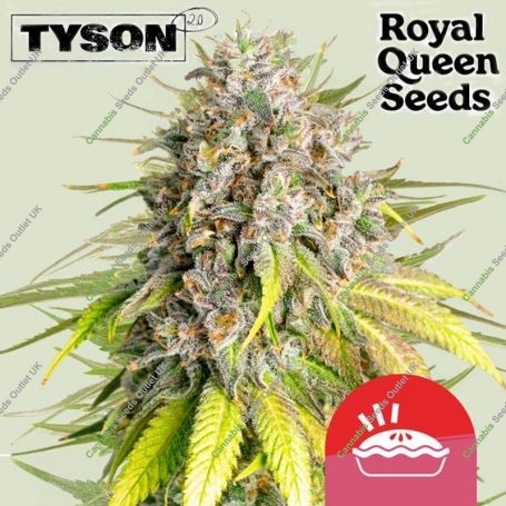 Tyson Punch Pie Feminized Marijuana Strain by Royal Queen Seeds For Sale Online at Cannabis Seeds Outlet