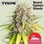 Tyson Punch Pie Feminized Marijuana Strain by Royal Queen Seeds For Sale Online at Cannabis Seeds Outlet