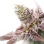 Tyson Punch Pie Feminized by Royal Queen Seeds THC Content Potency Strength CBD Height Yield Flowering Time Indica Sativa Geneti