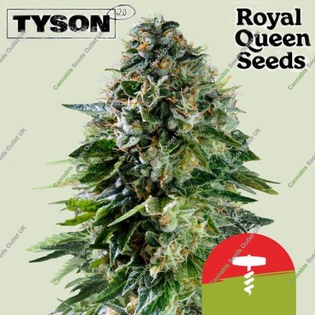 Tyson Corkscrew Auto Feminized Marijuana Strain by Royal Queen Seeds For Sale Online at Cannabis Seeds Outlet
