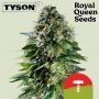 Tyson Corkscrew Auto Feminized Marijuana Strain by Royal Queen Seeds For Sale Online at Cannabis Seeds Outlet