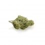 Cannabis Seeds Outlet Weed Strain Powerplant Express Fast V Marijuana Seeds Original Collector Souvenir Authentic Packaging Pack
