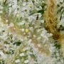 Cannabis Seeds Outlet Powerplant Express Fast V Smoke Buds Weed Ganja Skunk Dope Pot Images Pics Nuggets