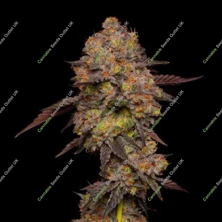 Gary Payton Feminized Marijuana Strain by Barneys Farm For Sale Online at Cannabis Seeds Outlet
