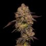 Gary Payton Feminized Marijuana Strain by Barneys Farm For Sale Online at Cannabis Seeds Outlet