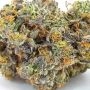 Gary Payton Feminized by Barneys Farm THC Content Potency Strength CBD Height Yield Flowering Time Indica Sativa Genetics
