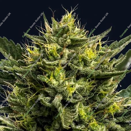 Wham Boom Auto Feminized Marijuana Strain by Anesia Seeds For Sale Online at Cannabis Seeds Outlet